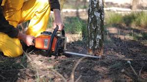 Best Tree and Shrub Care  in Sun Valley, NV