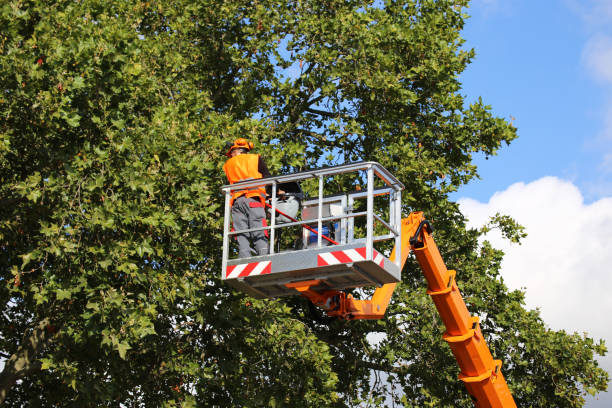 Best Tree Disease Treatment  in Sun Valley, NV