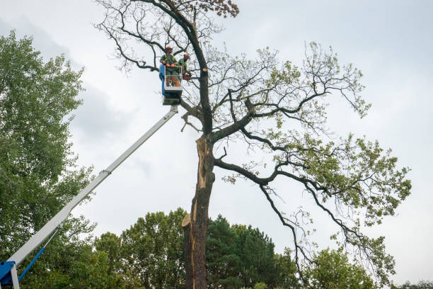 Sun Valley, NV  Tree Services Company