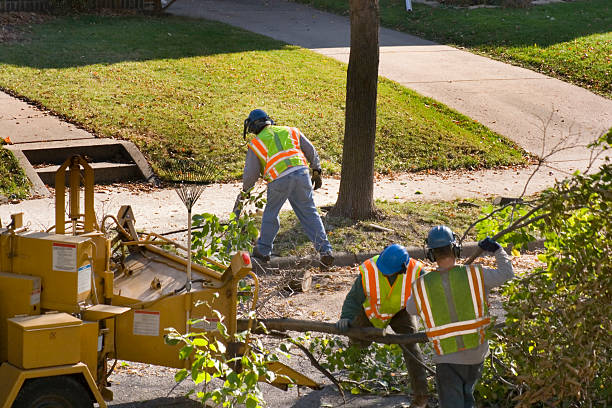 Best Seasonal Cleanup  in Sun Valley, NV