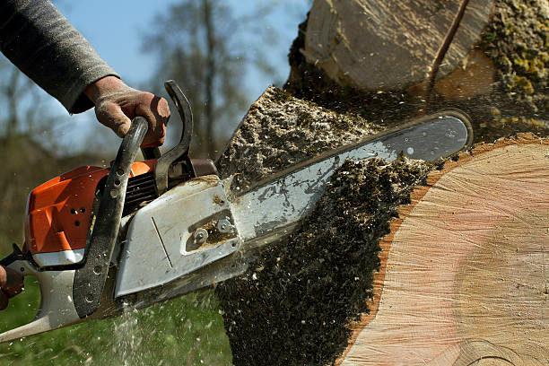 Best Tree Trimming and Pruning  in Sun Valley, NV