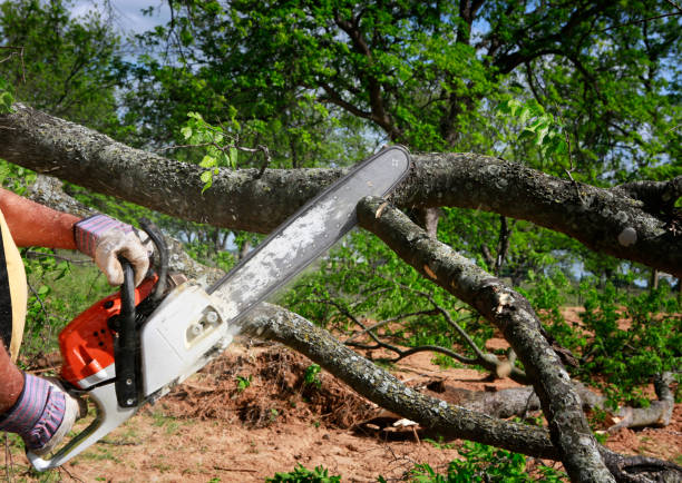 Why Choose Our Tree Removal Services in Sun Valley, NV?